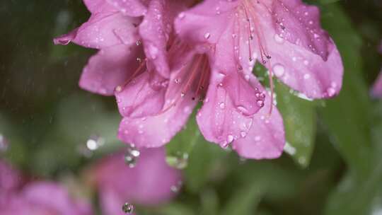 5K-雨中杜鹃，杜鹃花开，花朵水滴慢镜头视频素材模板下载