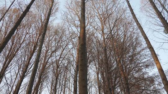 冬天的树木树干空镜运镜特写
