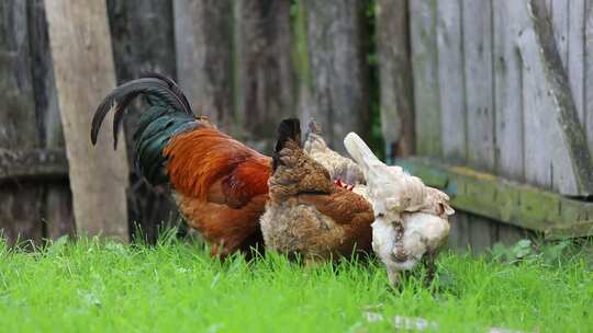 散养公鸡母鸡捕食吃东西