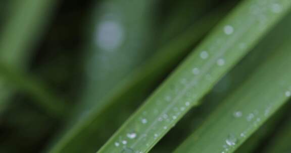 叶子上的露珠水珠雨珠特写