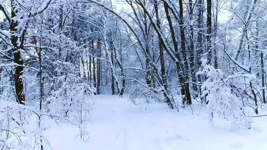 冬季森林积雪白茫茫一片