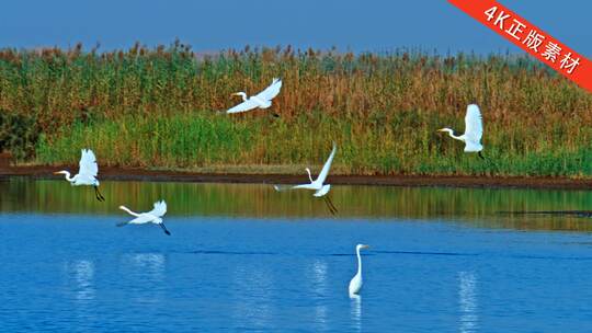 湿地鸟群大全 白鹭 鸿雁 大雁 野鸭候鸟高清在线视频素材下载