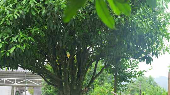 下雨天桂花树金桂八月桂花植物水滴升格