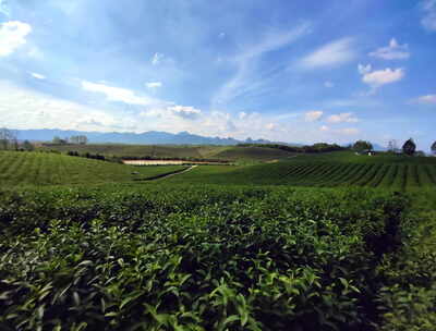 采云间开阔视野下的葱郁茶园风景