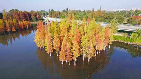 成都白鹭湾湿地公园秋季水杉红叶野鸭航拍