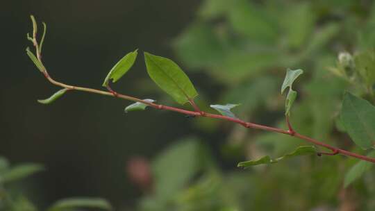 一只小鸟栖息在树枝上
