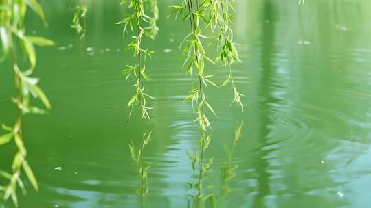 处暑白露柳树飘扬唯美清新自然视频