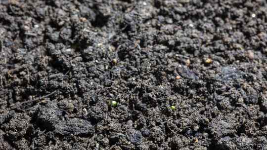 植物生长种子发芽