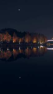 佛山千灯湖南海活水公园落羽杉夜景