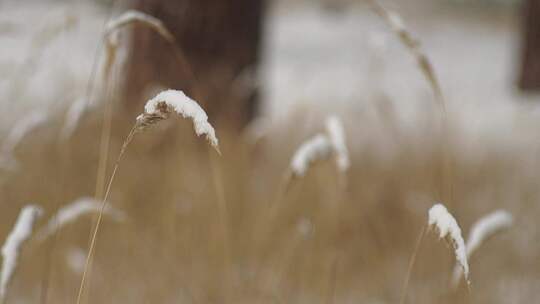 特写落满积雪的树枝雪花特写雾凇