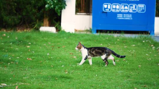 小区草地上的流浪猫虎斑猫4k视频素材