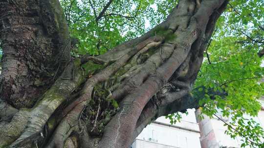 千年古树参天大树