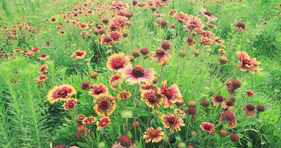 8k实拍草地上的花卉唯美空镜系列