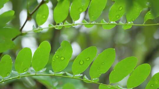 雨滴从绿色植物上落下唯美素材