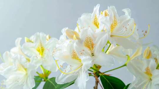 白色杜鹃花特写，花瓣层叠尽显优雅之美