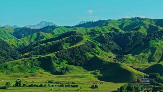 夏天的草原森林美景