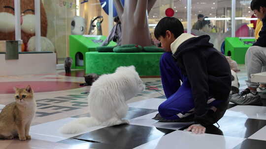 猫咪 萌宠 宠物猫 可爱 猫视频