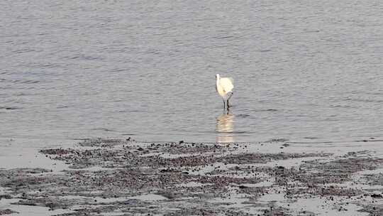 清晨海湾沙洲边一只伺机捕食的白鹭