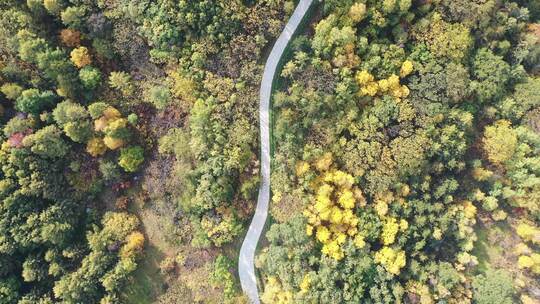 【航拍】秋天森林盘山公路  山区公路