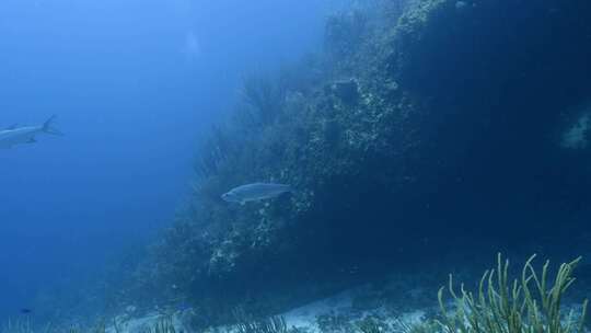 Tarpon，鱼，水下，海洋生物