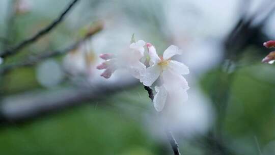 春天雨季樱花升格空镜