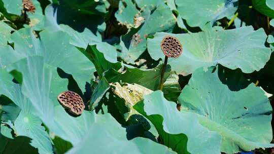 夏天 夏日 夏至 夏 夏天空镜