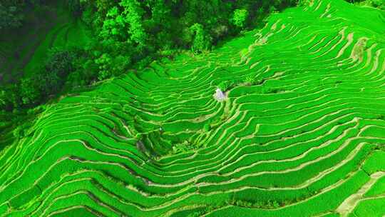 大山梯田