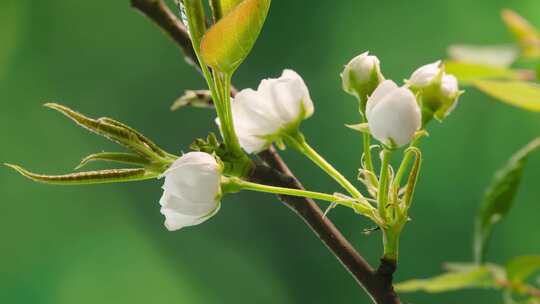 春天梨花盛开绽放生长发芽延时摄影4k合集