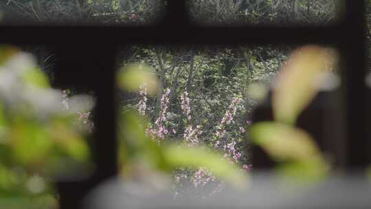 窗外的桃花