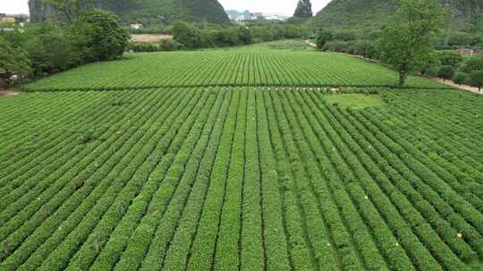 广西桂林尧山茶园