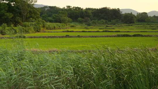 农村夕阳山脚下水稻梯田树林芦苇