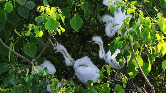 白鹭在树上繁殖下一代