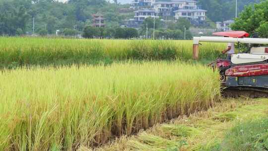 田园风光中使用收割机收割水稻的景象