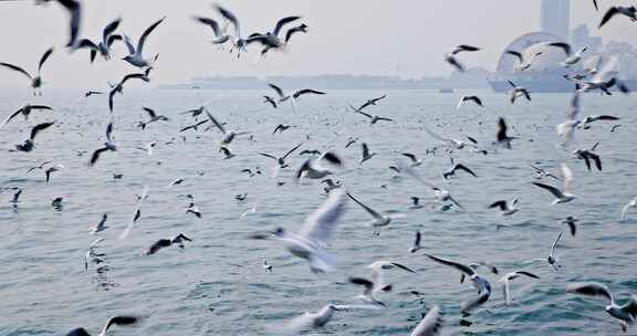 大海海面飞翔的海鸥