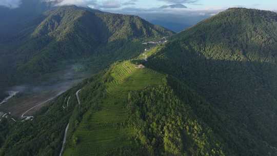 西藏墨脱县背崩乡格林村高山茶园风光航拍