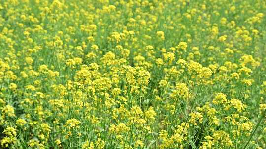 春天盛开的黄色油菜花与采蜜蜜蜂满画幅特写