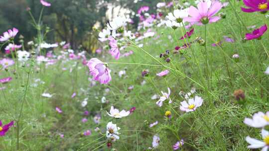 格桑花盛开实拍