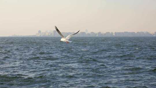 大理洱海的海鸥