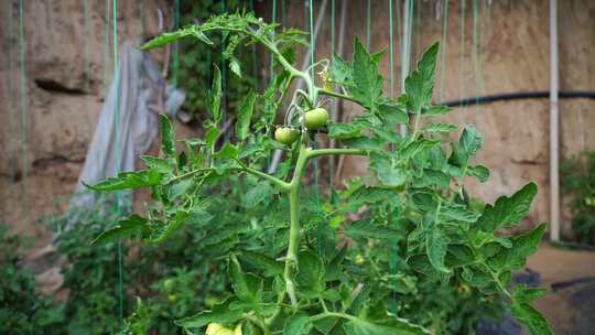 西红柿 番茄 蔬菜大棚 蔬菜 农民干活