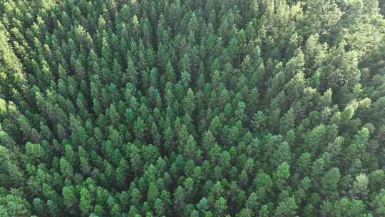 松树林俯拍树林航拍森林绿色植被山间林地