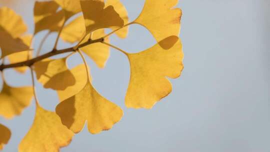 金黄银杏叶特写