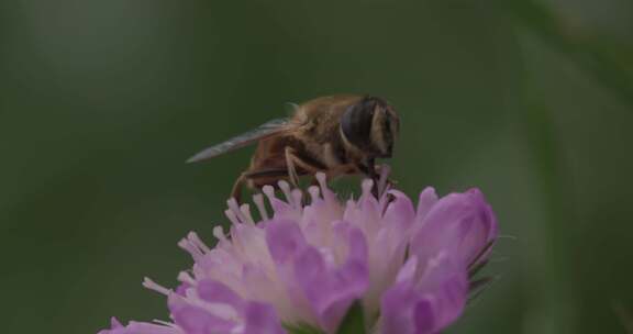 悬停苍蝇，花苍蝇，Syrphid苍蝇，昆