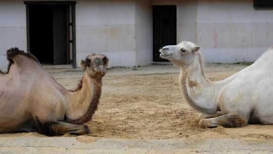 一对骆驼坐在沙子上咀嚼
