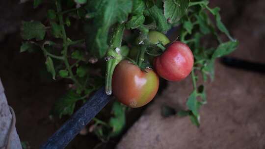 西红柿 番茄 蔬菜大棚 蔬菜 农民干活