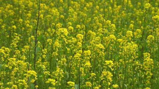 春天乡村农业盛开的油菜花田野