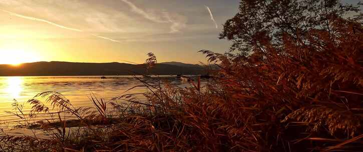 夕阳下的湖边芦苇荡美景