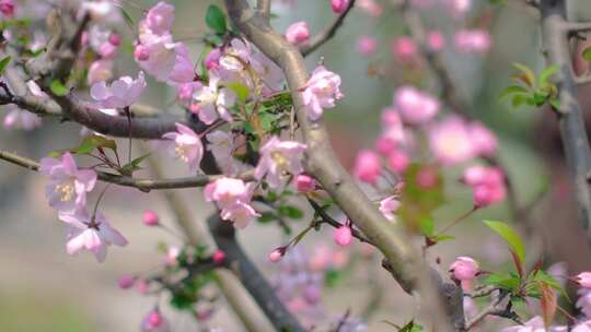 春天秋天樱花树枝叶植物风景视频素材