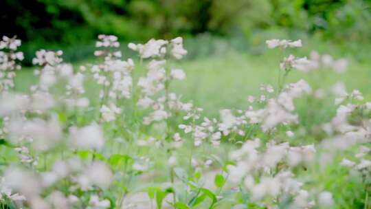 春天草地上的小白花