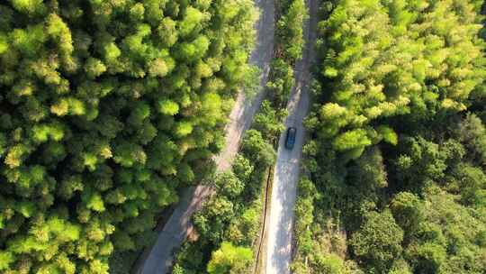 竹海中的盘山公路航拍