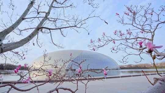 春天玉兰花 国家大剧院